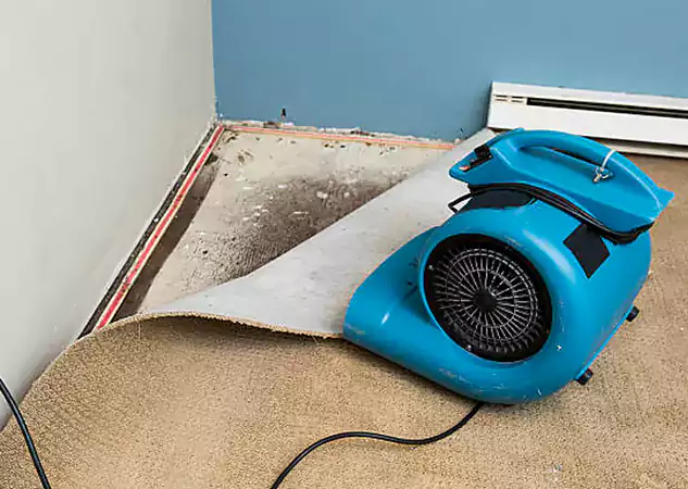Your Water Damage Experts in Mineral Bluff, GA