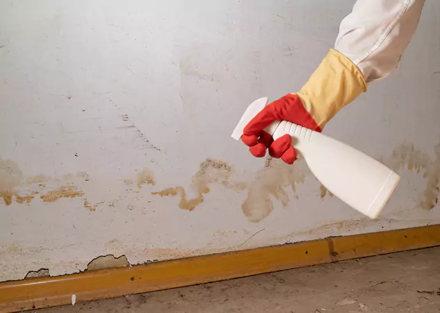 Your Water Restoration and Mold Remediation Specialists in Mineral Bluff, GA