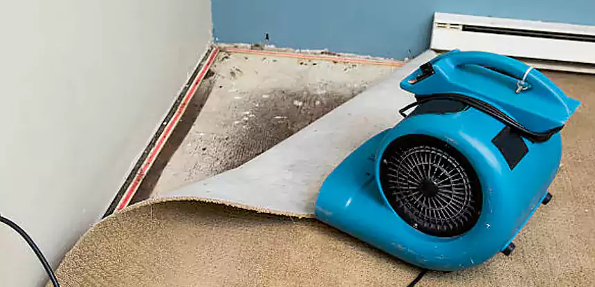 Professional Carpet Water Damage Repair Services in Mineral Bluff, GA