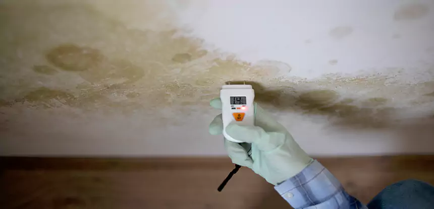 Emergency Mold Remediation in Mineral Bluff