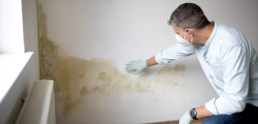 Mold and Water Damage Repair in Mineral Bluff