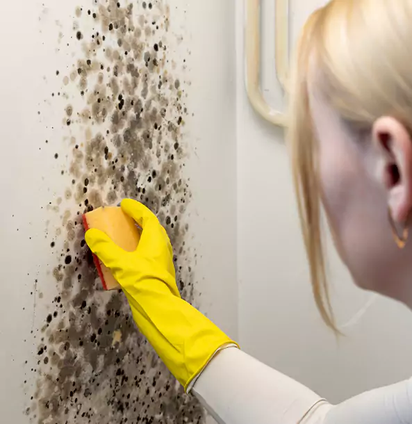 Why Mineral Bluff Restoration Pro Leads Mold Remediation in Mineral Bluff?